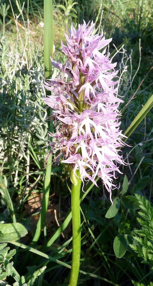 Orchidea fotografata a Kos (Grecia)